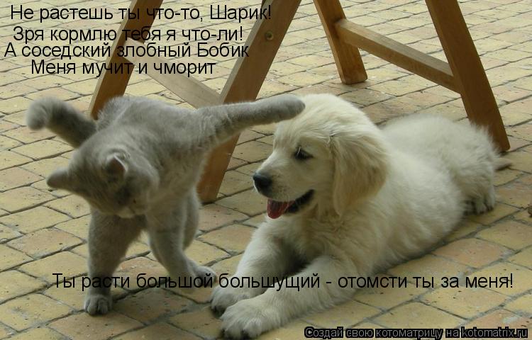 Котоматрица: Не растешь ты что-то, Шарик! Зря кормлю тебя я что-ли! А соседский злобный Бобик Меня мучит и чморит Ты расти большой большущий - отомсти ты за