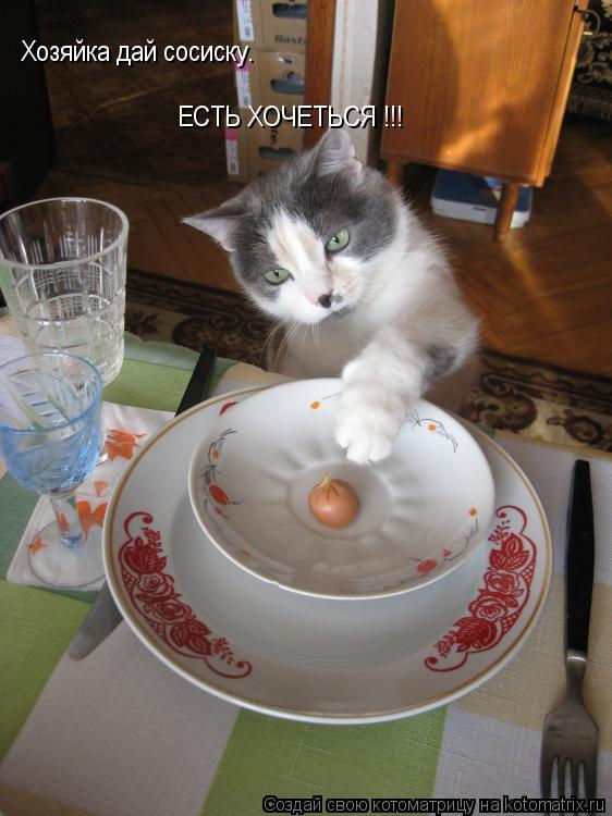 Котоматрица: Хозяйка дай сосиску. ЕСТЬ ХОЧЕТЬСЯ !!!