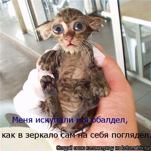 Котоматрица: как в зеркало сам на себя поглядел... Меня искупали и я обалдел,