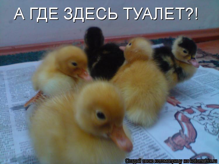 Котоматрица: А ГДЕ ЗДЕСЬ ТУАЛЕТ?!