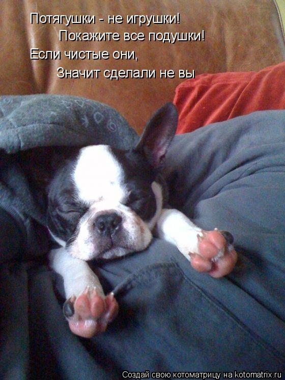 Потягушки - не игрушки! Покажите все подушки! Если чистые они, Значит сделали не вы... Котоматрица: Потягушки - не игрушки! Покажите все подушки! Если чистые они, Значит сделали не вы