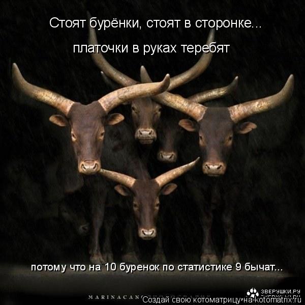 платочки в руках теребят Стоят бурёнки, стоят в сторонке... потому что на 10 буренок по статистике 9 ... Котоматрица: платочки в руках теребят Стоят бурёнки, стоят в сторонке... потому что на 10 буренок по статистике 9 бычат...
