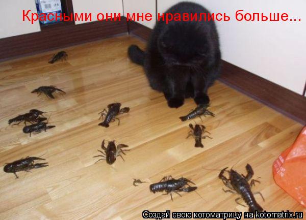 Красными они мне нравились больше...... Котоматрица: Красными они мне нравились больше...