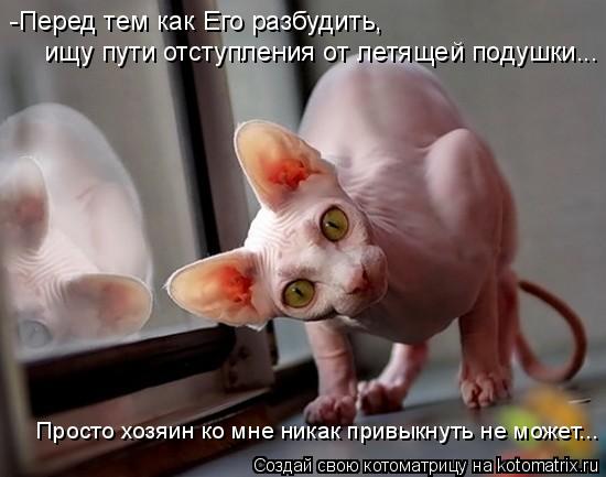 -Перед тем как Его разбудить, ищу пути отступления от летящей подушки... Просто хозяин ко мне никак ... Котоматрица: -Перед тем как Его разбудить, ищу пути отступления от летящей подушки... Просто хозяин ко мне никак привыкнуть не может...