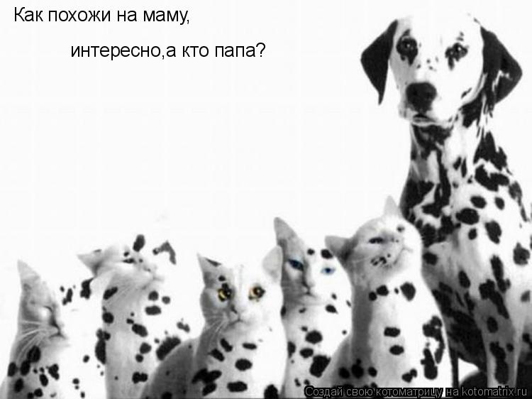 как похожи на маму Как похожи на маму, интересно,а кто папа?... Котоматрица: как похожи на маму Как похожи на маму, интересно,а кто папа?