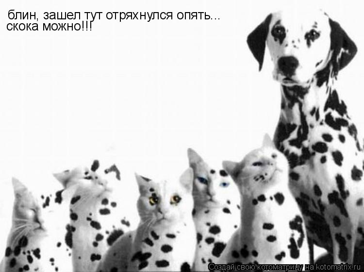 блин, зашел тут отряхнулся опять... скока можно!!!... Котоматрица: блин, зашел тут отряхнулся опять... скока можно!!!