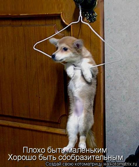 Котоматрица: Плохо быть маленьким Хорошо быть сообразительным