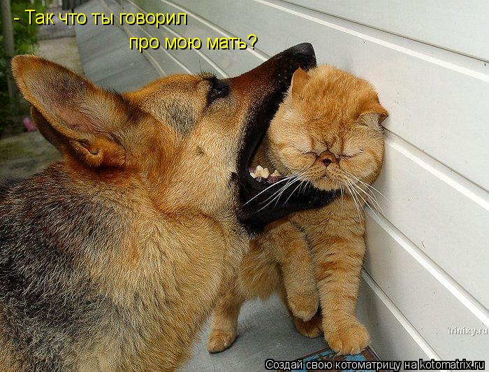 Котоматрица: - Так что ты говорил про мою мать?