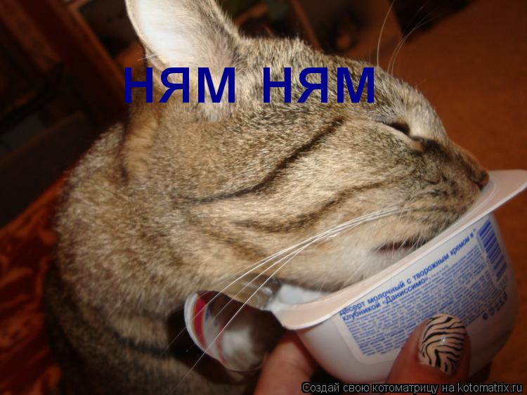 Котоматрица: ням ням
