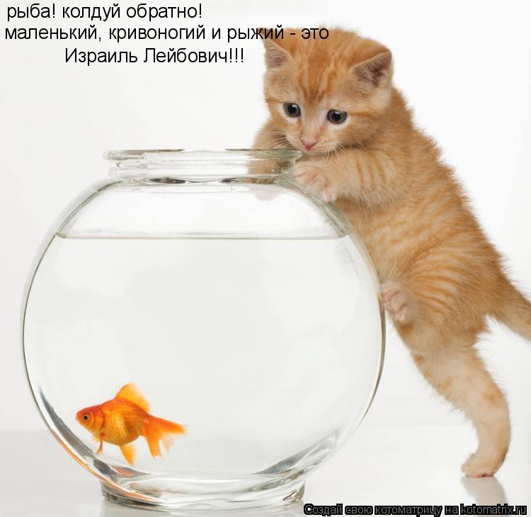 Котоматрица: рыба! колдуй обратно! маленький, кривоногий и рыжий - это Израиль Лейбович!!!