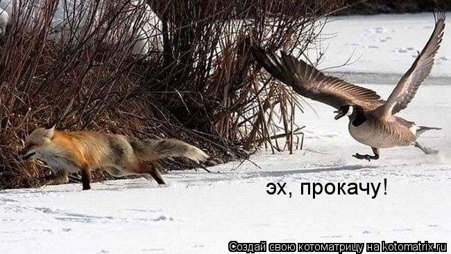 Котоматрица: эх, прокачу!