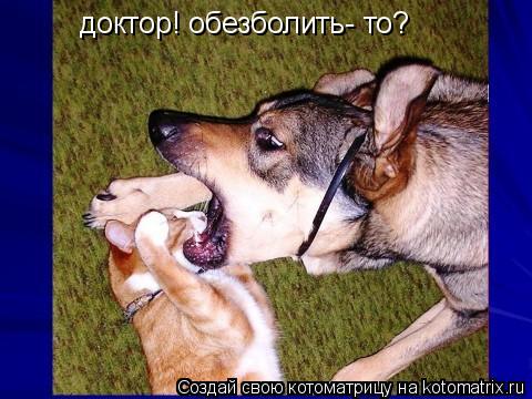 Котоматрица: доктор! обезболить- то?