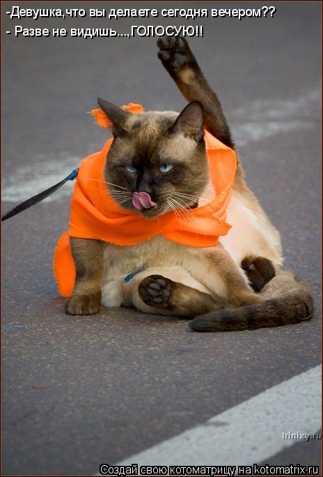 Котоматрица: -Девушка,что вы делаете сегодня вечером?? - Разве не видишь...,ГОЛОСУЮ!!