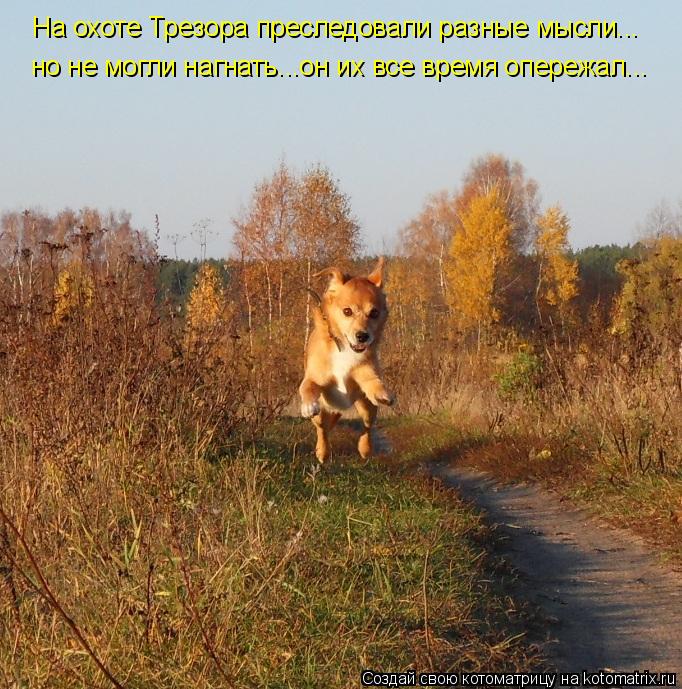 Котоматрица: На охоте Трезора преследовали разные мысли... но не могли нагнать...он их все время опережал...