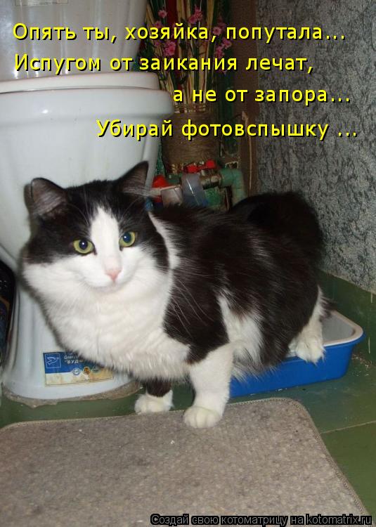 Опять ты, хозяйка, попутала... Испугом от заикания лечат, а не от запора... Убирай фотовспышку ...... Котоматрица: Опять ты, хозяйка, попутала... Испугом от заикания лечат, а не от запора... Убирай фотовспышку ...