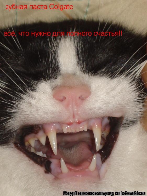 Котоматрица: зубная паста Colgate всё, что нужно для полного счастья!!