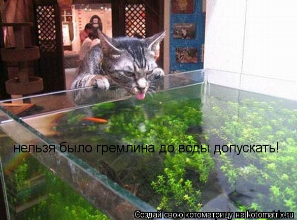 Котоматрица: нельзя было гремлина до воды допускать!