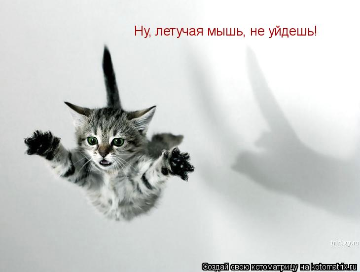 Котоматрица: Ну, летучая мышь, не уйдешь!