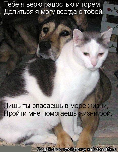 Котоматрица: Тебе я верю,радостью и горем Делиться я могу всегда с тобой. Лишь ты спасаешь в море жизни, Пройти мне помогаешь жизни бой.