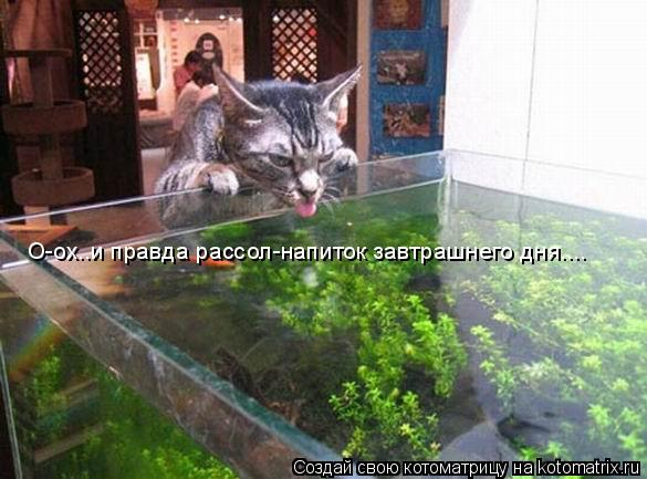 Котоматрица: О-ох..и правда рассол-напиток завтрашнего дня....