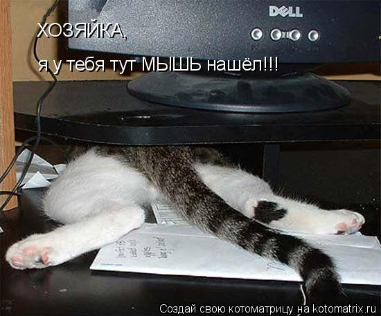 Котоматрица: ХОЗЯЙКА, я у тебя тут МЫШЬ нашёл!!!