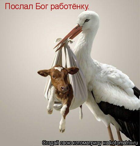 Котоматрица: Послал Бог работёнку.