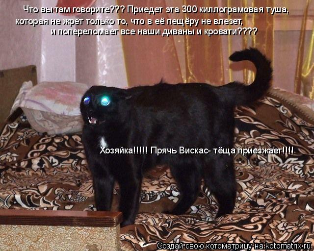 Котоматрица: Что вы там говорите??? Приедет эта 300 киллограмовая туша, которая не жрёт только то, что в её пещёру не влезет, и попереломает все наши диваны 