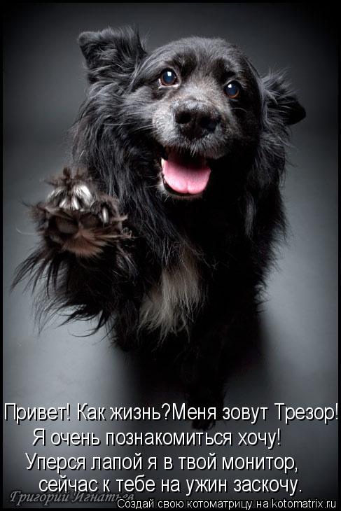 Котоматрица: Уперся лапой я в твой монитор, сейчас к тебе на ужин заскочу. Привет! Как жизнь?Меня зовут Трезор! Я очень познакомиться хочу!