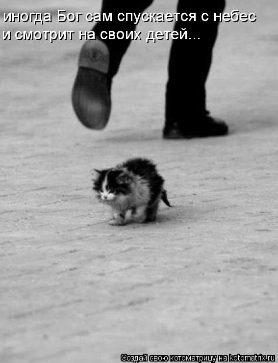 Котоматрица: иногда Бог сам спускается с небес  и смотрит на своих детей...