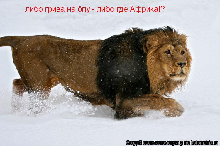 Котоматрица: либо грива на &#246;пу - либо где Африка!?