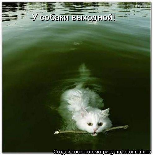 Котоматрица: У собаки выходной!