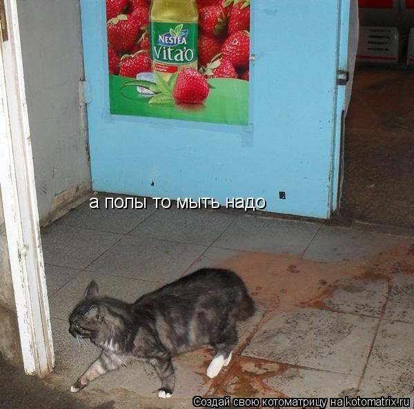 Котоматрица: а полы то мыть надо