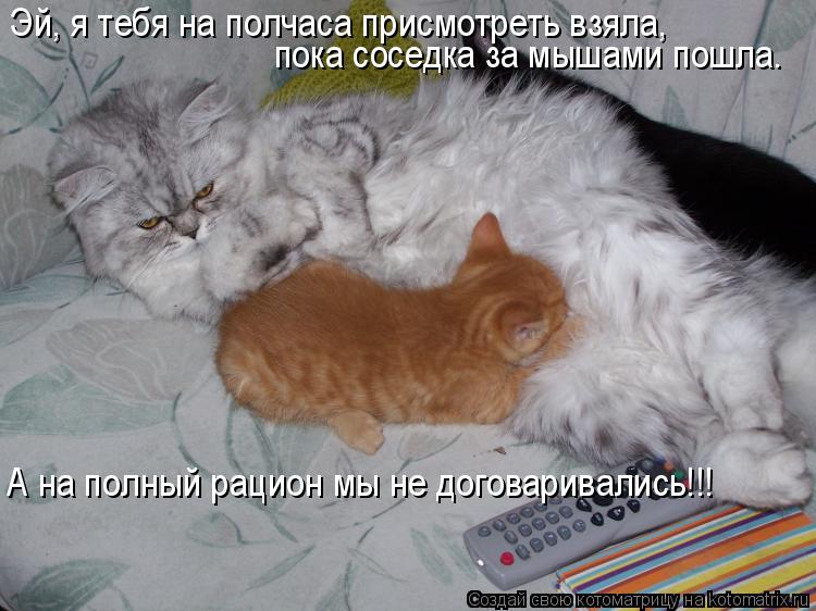 Эй, я тебя на полчаса присмотреть взяла, пока соседка за мышами пошла. А на полный рацион мы не дого... Котоматрица: Эй, я тебя на полчаса присмотреть взяла, пока соседка за мышами пошла. А на полный рацион мы не договаривались!!!
