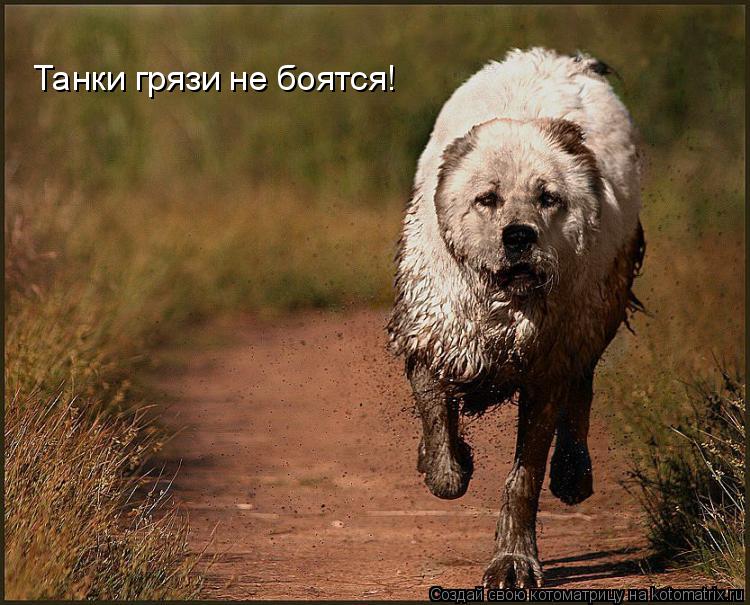 Котоматрица: Танки грязи не боятся!