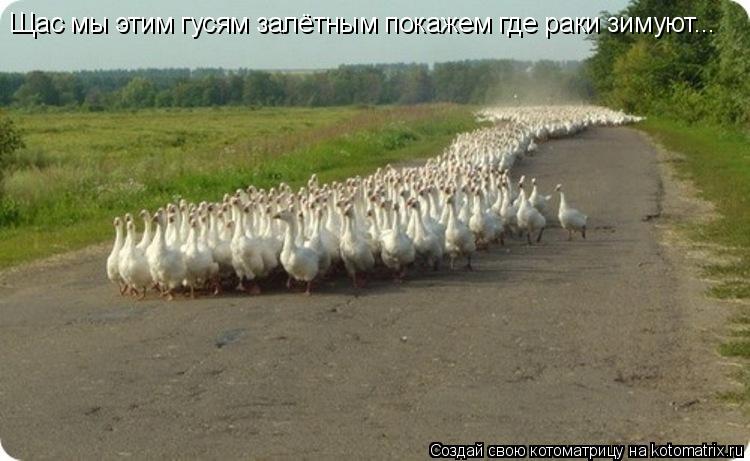 Котоматрица: Щас мы этим гусям залётным покажем где раки зимуют...