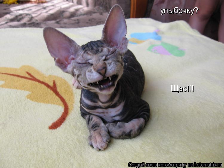 Котоматрица: улыбочку? Щас!!!