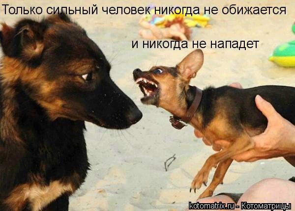 Котоматрица: и никогда не нападет Только сильный человек никогда не обижается