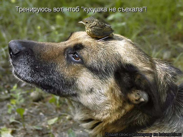 Котоматрица: Тренируюсь вот, чтоб "кукушка не съехала"!