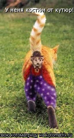 Котоматрица: У меня костюм от кутюр!