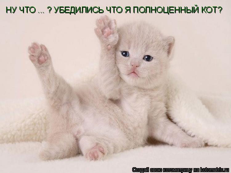 Котоматрица: НУ ЧТО ... ? УБЕДИЛИСЬ ЧТО Я ПОЛНОЦЕННЫЙ КОТ?