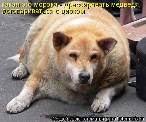 Котоматрица: какая это морока - дрессировать медведя, договариваться с цирком...