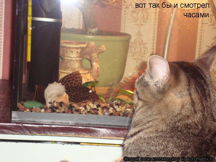 Котоматрица: вот так бы и смотрел часами ...