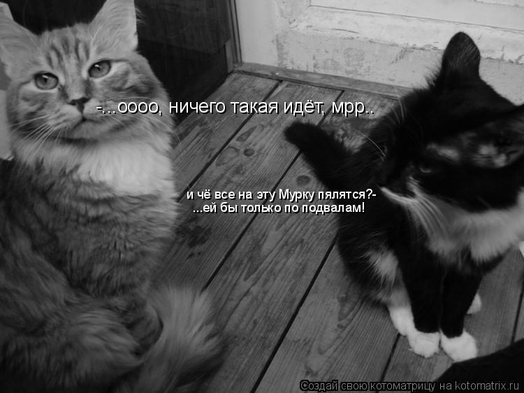 Котоматрица: -...оооо, ничего такая идёт, мрр.. и чё все на эту Мурку пялятся?- ...ей бы только по подвалам!