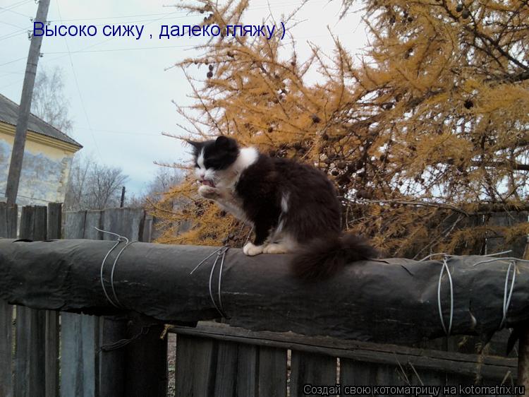 Котоматрица: Высоко сижу , далеко гляжу )