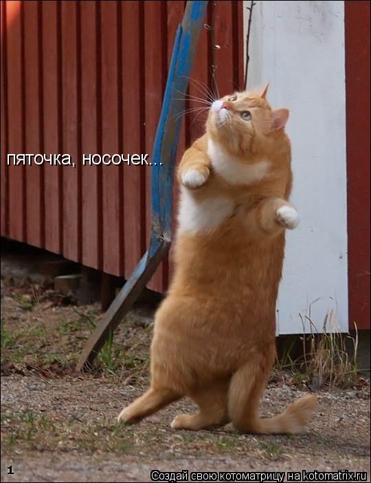 Котоматрица: пяточка, носочек...