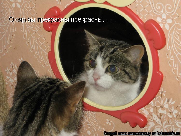 Котоматрица: О сир,вы прекрасны,прекрасны...
