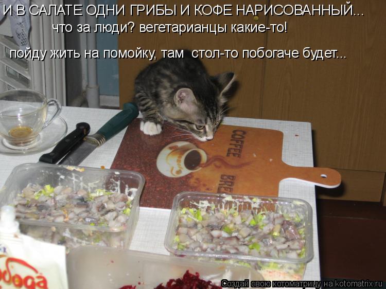 И В САЛАТЕ ОДНИ ГРИБЫ И КОФЕ НАРИСОВАННЫЙ... пойду жить на помойку, там стол-то побогаче будет... ... Котоматрица: И В САЛАТЕ ОДНИ ГРИБЫ И КОФЕ НАРИСОВАННЫЙ... пойду жить на помойку, там стол-то побогаче будет... что за люди? вегетарианцы какие-то!