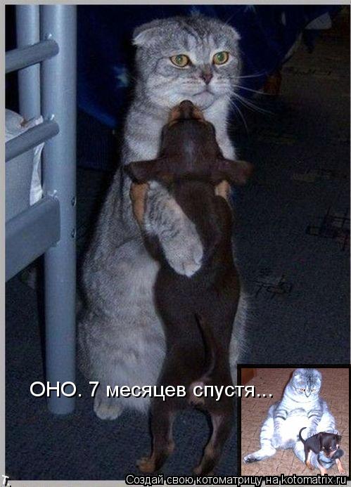 ОНО. 7 месяцев спустя...... Котоматрица: ОНО. 7 месяцев спустя...