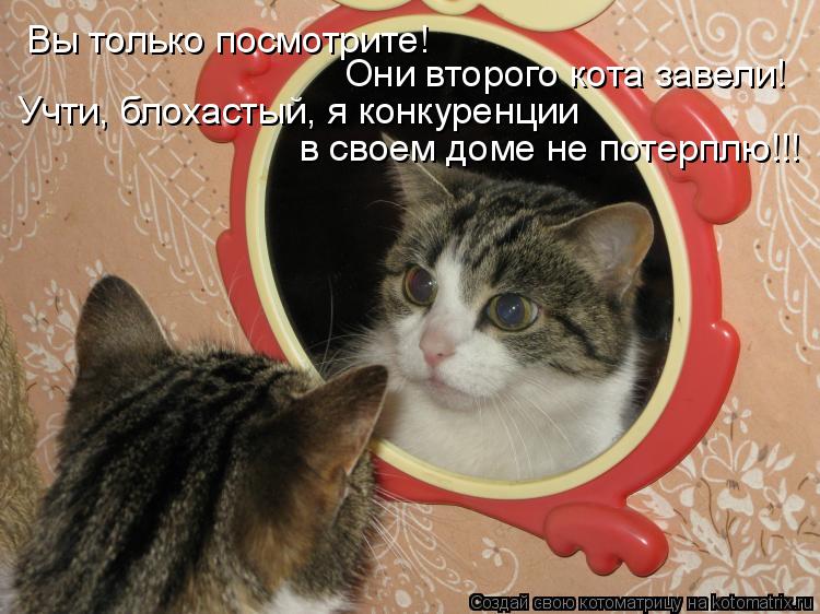 Вы только посмотрите! Они второго кота завели! Учти, блохастый, я конкуренции в своем доме не потерп... Котоматрица: Вы только посмотрите! Они второго кота завели! Учти, блохастый, я конкуренции в своем доме не потерплю!!!