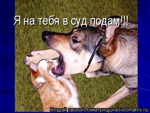Я на тебя в суд подам!!!... Котоматрица: Я на тебя в суд подам!!!